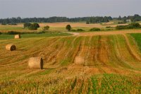 Javapjūtė